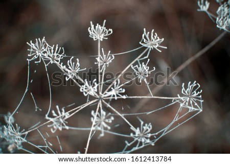 closeup of a frozen plant in the forest