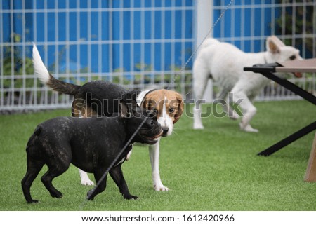 Happy puppies in a private playground