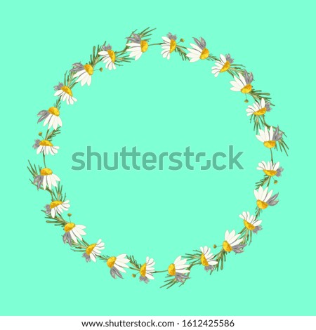 Beautiful wreath of small field daisies on a aqua menthe background. Pharmacy medicinal chamomile with leaves. Realistic style. Spring pattern.