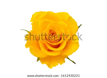 yellow rose isolated on white background
