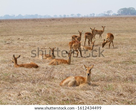 herd of puku in grass