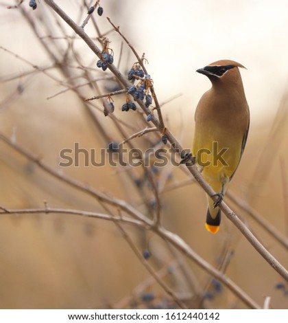Cedar waxwing eating berries from bushes