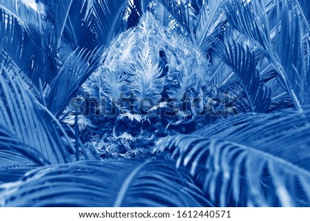 Exotic leaves in a classic blue color. Tint.  Сolor 2020. Palm.