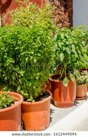 Various green herbs growing in pots in garden outdoors in sunny summer day. Hoticulture concept.