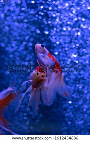 Nice red gold fish swarm in air bubbles blue background nature aquarium 