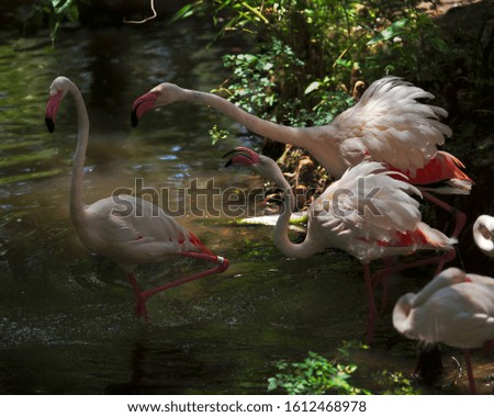 A group of flamingos in a lake surrounded by greenery under sunlight with a blurry background