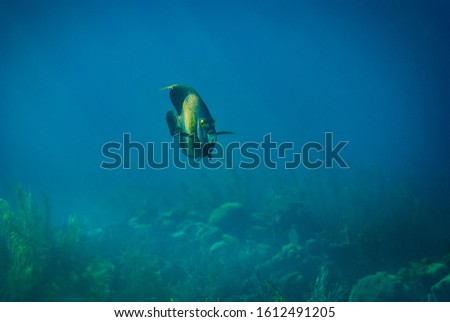 Adult French Angelfish swimming through sun rays