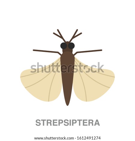 Strepsiptera flat icon on white transparent background. You can be used strepsiptera  icon for several purposes.