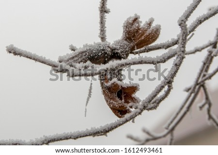 Hazelnut fruit hanging on a bare branch, covered with hoar frost in early winter