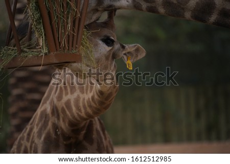 giraffes zoo animals saudi arabia