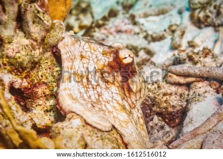 White brown octopus camouflaged on a coral 