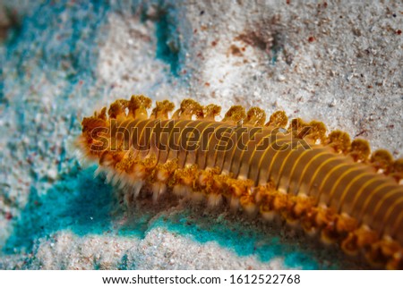 Bearded fireworm moving across sandy bottom