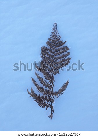 nice picture of a plant in the snow