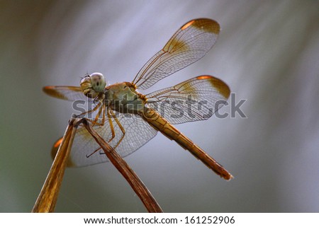 Insect - Dragonfly