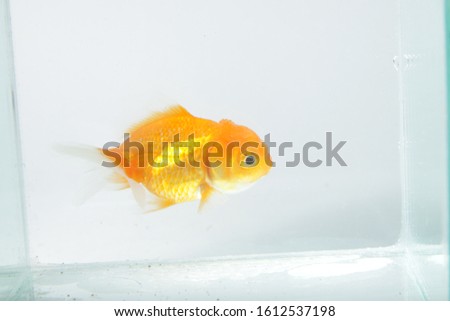 oranda goldfish / Carassius auratus auratus, on an isolated background
