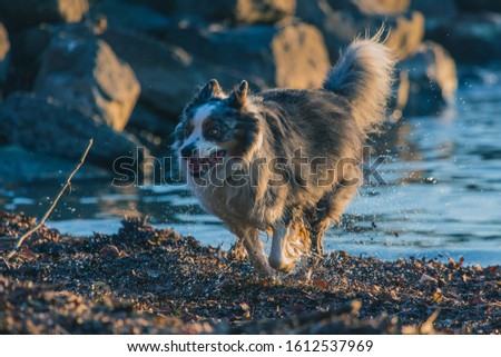 Cute Border Collie dog running out from the water in evening, with drops of water splashing around. Action photo of a dog running away from the lake with teeth showing