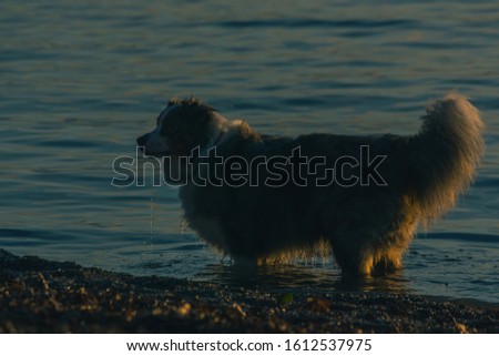 Side view of a Border Collie dog playing in the water. Alert dog in the sea or lake. Evening low key photo of bordercollie.