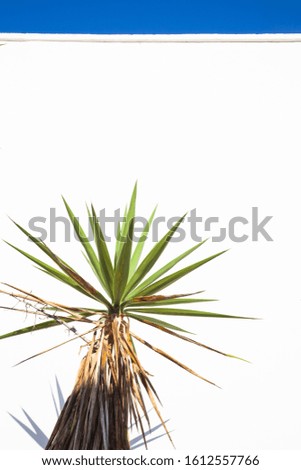 background of palm tree and white wall copyspace