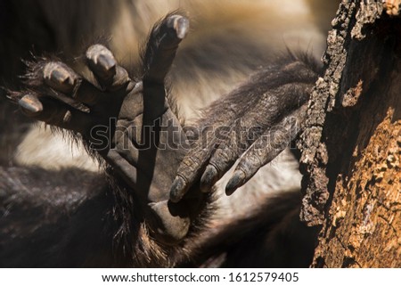 A Black-Handed Monkey's Hand and Foot