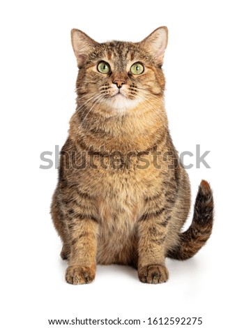 Large brown and black tabby cat sitting looking up