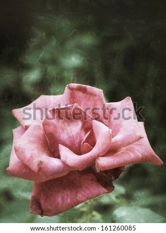 close-up of pink rose