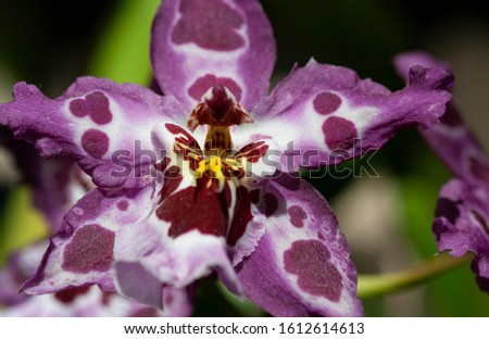 Close up image of spotted light and dark purple orchid with blurred green leafy background