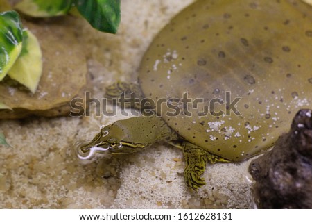 An eastern spiny softshell turtle Royalty-Free Stock Photo #1612628131