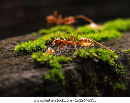 Ants on The Wood seen close up. fit for animal background. Blurry Background