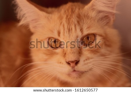 Blurry potrait of a cute red cat close up. Animal background with art effect
