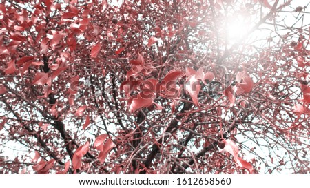 Low Angle View of Dry Leafs on Tree
