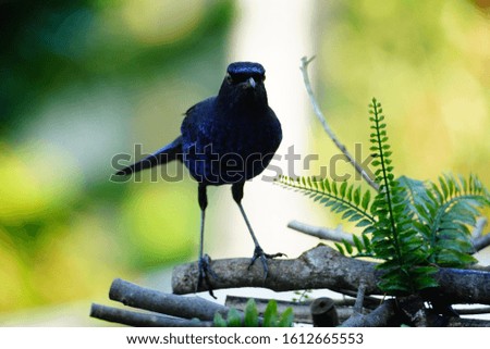 Formosan Whistling Thrush (Myophonus insularis) is an endemic Muscicapidae of Taiwan. The matutinal insectivore lives in river dales, and is known for its high pitched calls during early morning.