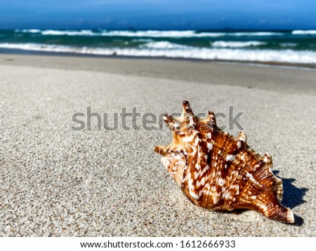 Tropical beach with shells in the foreground on the sand and blurry sea, summer vacation, background. Travel and beach vacation, free space for text.