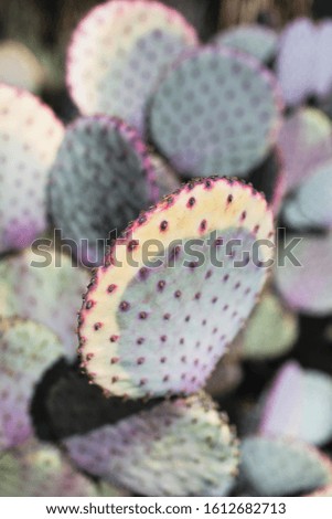 Closeup film photo of yellow purple and green desert cactus plant with other cacti in soft focus in background