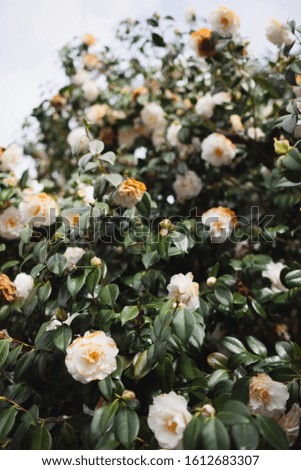 Uplifting, romantic film photo of white and yellow rose bush in soft, pastel spring colors