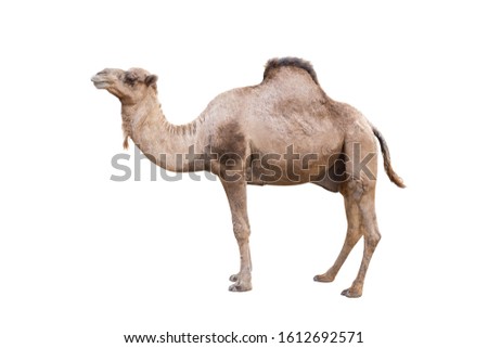 Arabian Camel, dromedary or arabian camel isolated on white background Royalty-Free Stock Photo #1612692571