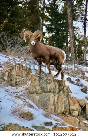 Big horn sheep in Alberta Canada Royalty-Free Stock Photo #1612697512