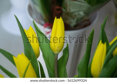 Close-up of beautiful tulip flowers on a flower shop, selective focus, green leaves