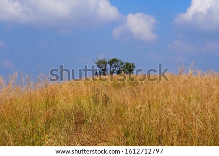 landscaoe nature picture of a lonely tree in the middle of golden grass mountain with blue sky and white clouds on background