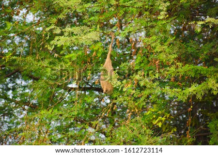 The baya weaver nest on the Gum arabic tree