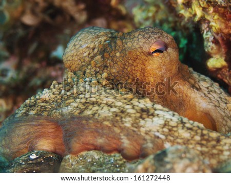 Common octopus, Gemeiner Krake (Octopus vulgaris)