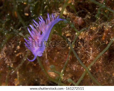 Purple sea slug, Violette Fadenschnecke (Flabellina affinis)