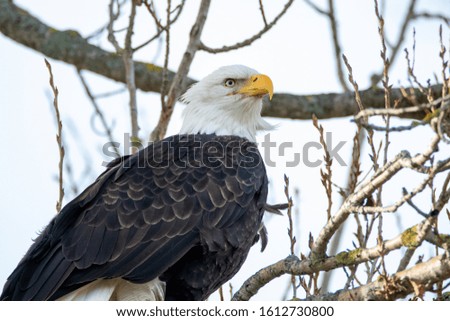 A closeup of a Bald eagle perching on the branch.  Delta  BC  Canada
