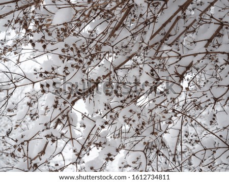Branches of trees and bushes covered with fresh snow in winter. Natural background.