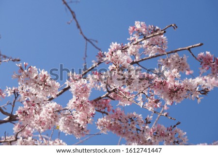 Cherry blossoms blooming in spring in Japan