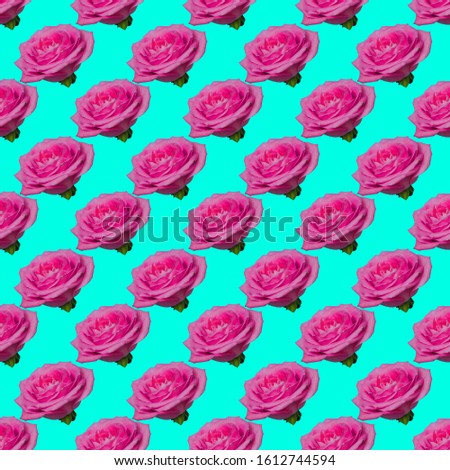 Pattern of pink rose buds on turquoise blue colored background. Gift of flower for international women day.