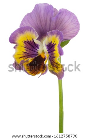 Studio Shot of Blue and Yellow Colored Pansy Flower Isolated on White Background. Large Depth of Field (DOF). Macro. Close-up.