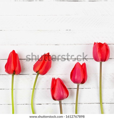 five red Tulip flowers on a white wooden background close-up, top view