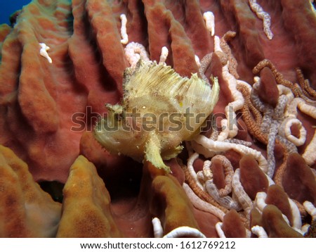 Leaf Scorpionfish sitting on barrel sponge Pescador island Cebu Philippines