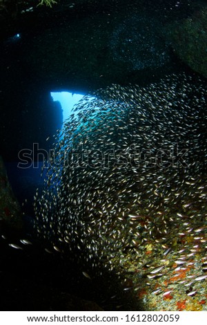 Underwater Caves of Kumomi, Izu Japan with Lush Schools of Fish