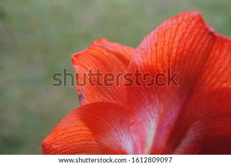 Fine Detail Of A Red Amaryllis Flower 